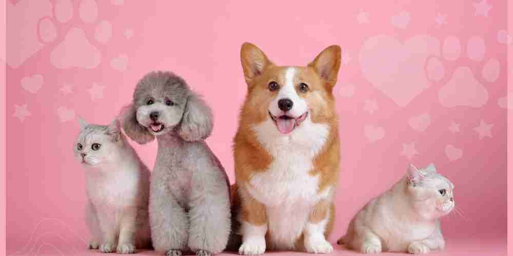 Only EIN for sale of 1 year old pet store